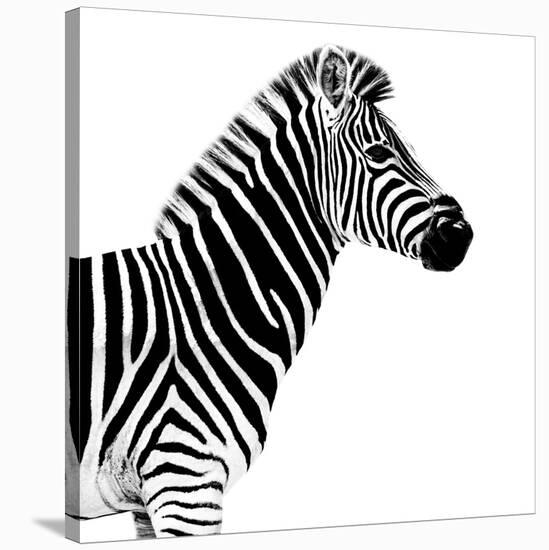 Safari Profile Collection - Zebra White Edition II-Philippe Hugonnard-Stretched Canvas