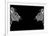 Safari Profile Collection - Zebras Face to Face Black Edition-Philippe Hugonnard-Framed Photographic Print