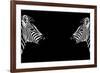 Safari Profile Collection - Zebras Face to Face Black Edition-Philippe Hugonnard-Framed Photographic Print