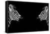 Safari Profile Collection - Zebras Face to Face Black Edition-Philippe Hugonnard-Framed Stretched Canvas