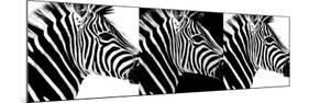 Safari Profile Collection - Zebras IV-Philippe Hugonnard-Mounted Photographic Print