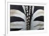 Safari Stripe-Staffan Widstrand-Framed Giclee Print