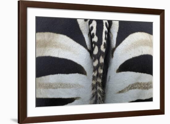 Safari Stripe-Staffan Widstrand-Framed Giclee Print