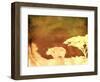 Safari Sunrise II-Pam Ilosky-Framed Art Print