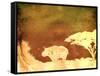 Safari Sunrise II-Pam Ilosky-Framed Stretched Canvas