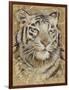 Safari Tiger-Chad Barrett-Framed Art Print