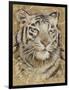 Safari Tiger-Chad Barrett-Framed Art Print