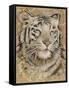 Safari Tiger-Chad Barrett-Framed Stretched Canvas