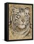 Safari Tiger-Chad Barrett-Framed Stretched Canvas