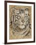 Safari Tiger-Chad Barrett-Framed Art Print