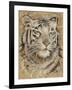 Safari Tiger-Chad Barrett-Framed Art Print