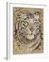 Safari Tiger-Chad Barrett-Framed Art Print