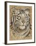 Safari Tiger-Chad Barrett-Framed Art Print