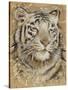 Safari Tiger-Chad Barrett-Stretched Canvas