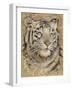 Safari Tiger-Chad Barrett-Framed Art Print