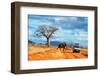 Safari vehicle car with tourists and an elephant covered in red dust-Sergi Reboredo-Framed Photographic Print