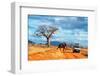 Safari vehicle car with tourists and an elephant covered in red dust-Sergi Reboredo-Framed Photographic Print