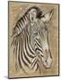 Safari Zebra-Chad Barrett-Mounted Art Print