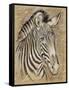 Safari Zebra-Chad Barrett-Framed Stretched Canvas