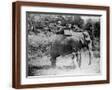 Brown Frame