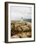 Safe Place-Susan Bryant-Framed Photographic Print