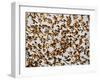 Safety in Numbers 2, (red-billed quelea), Namibia, 2018-Eric Meyer-Framed Photographic Print