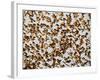 Safety in Numbers 2, (red-billed quelea), Namibia, 2018-Eric Meyer-Framed Photographic Print