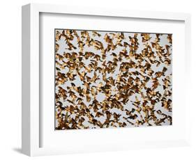 Safety in Numbers 2, (red-billed quelea), Namibia, 2018-Eric Meyer-Framed Photographic Print