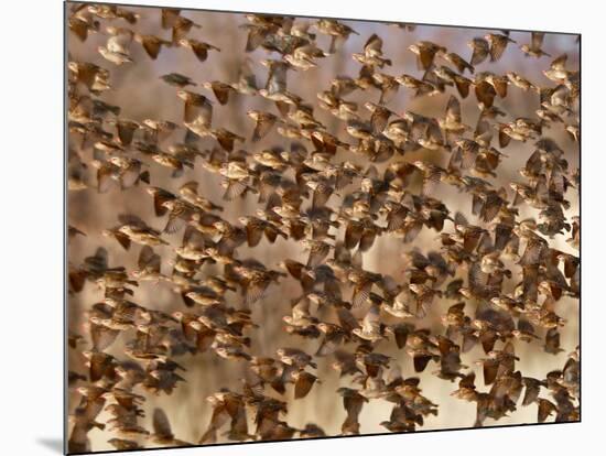 Safety in Numbers 3 (red-billed quelea), Namibia, 2018-Eric Meyer-Mounted Photographic Print