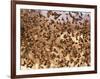 Safety in Numbers (red-billed quelea), Namibia, 2018-Eric Meyer-Framed Photographic Print