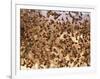 Safety in Numbers (red-billed quelea), Namibia, 2018-Eric Meyer-Framed Photographic Print