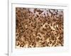 Safety in Numbers (red-billed quelea), Namibia, 2018-Eric Meyer-Framed Photographic Print