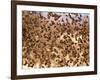 Safety in Numbers (red-billed quelea), Namibia, 2018-Eric Meyer-Framed Photographic Print