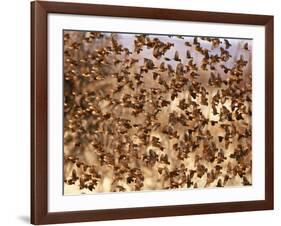 Safety in Numbers (red-billed quelea), Namibia, 2018-Eric Meyer-Framed Photographic Print