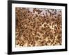 Safety in Numbers (red-billed quelea), Namibia, 2018-Eric Meyer-Framed Photographic Print