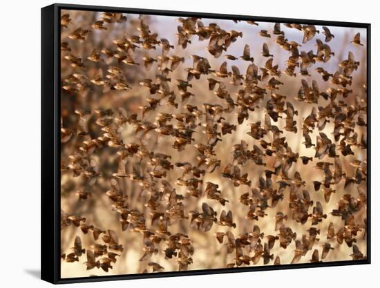 Safety in Numbers (red-billed quelea), Namibia, 2018-Eric Meyer-Framed Stretched Canvas