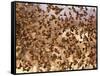 Safety in Numbers (red-billed quelea), Namibia, 2018-Eric Meyer-Framed Stretched Canvas