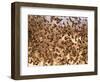 Safety in Numbers (red-billed quelea), Namibia, 2018-Eric Meyer-Framed Photographic Print