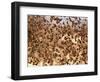 Safety in Numbers (red-billed quelea), Namibia, 2018-Eric Meyer-Framed Photographic Print