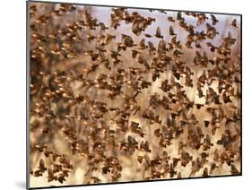 Safety in Numbers (red-billed quelea), Namibia, 2018-Eric Meyer-Mounted Photographic Print