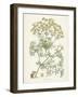 Saffron Botanicals IV-Unknown-Framed Art Print