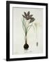 Saffron Crocus from "Phytographie Medicale" by Joseph Roques, Published in 1821-L.f.j. Hoquart-Framed Giclee Print