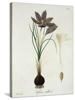 Saffron Crocus from "Phytographie Medicale" by Joseph Roques, Published in 1821-L.f.j. Hoquart-Stretched Canvas