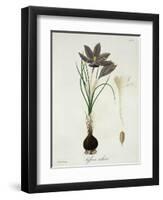 Saffron Crocus from "Phytographie Medicale" by Joseph Roques, Published in 1821-L.f.j. Hoquart-Framed Giclee Print