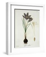 Saffron Crocus from "Phytographie Medicale" by Joseph Roques, Published in 1821-L.f.j. Hoquart-Framed Giclee Print