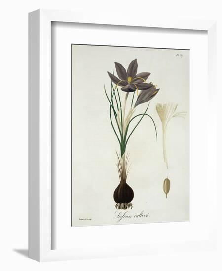 Saffron Crocus from "Phytographie Medicale" by Joseph Roques, Published in 1821-L.f.j. Hoquart-Framed Giclee Print