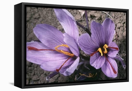 Saffron Crocus Source of Saffron-null-Framed Stretched Canvas