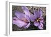 Saffron Crocus Source of Saffron-null-Framed Photographic Print