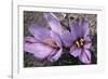 Saffron Crocus Source of Saffron-null-Framed Photographic Print