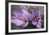 Saffron Crocus Source of Saffron-null-Framed Photographic Print